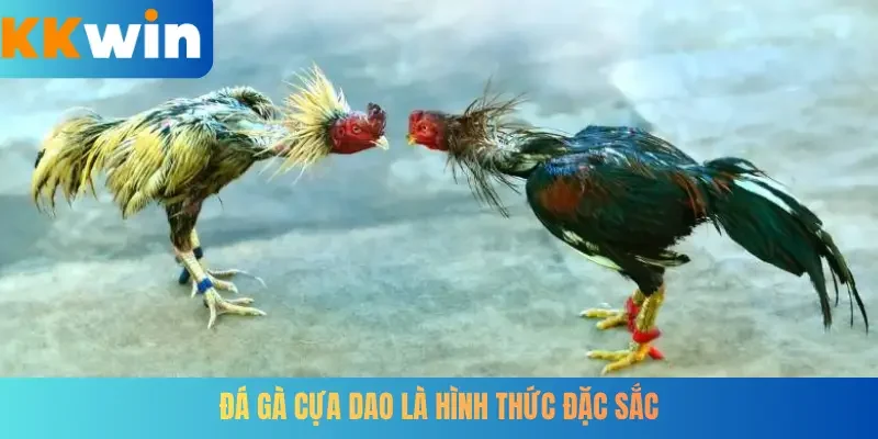 Đá gà cựa dao là hình thức đặc sắc