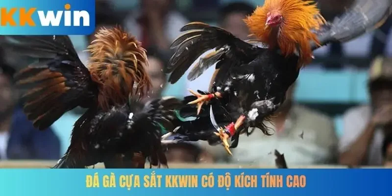 Đá gà cựa sắt KKWIN có độ kích tính cao