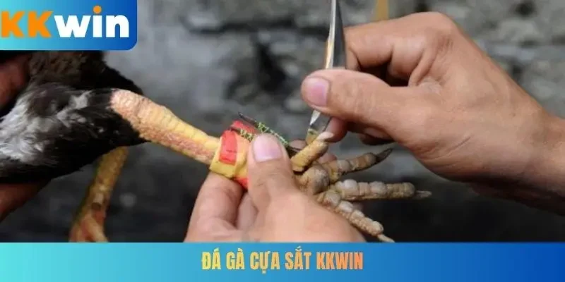 Đá gà cựa sắt KKWIN