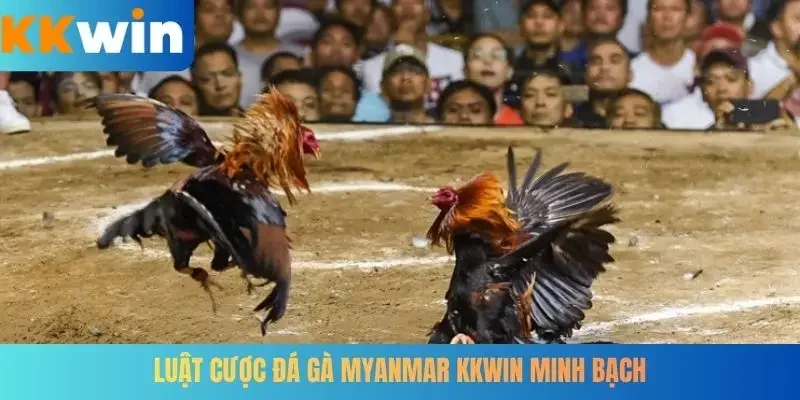 Luật cược đá gà Myanmar KKWIN minh bạch