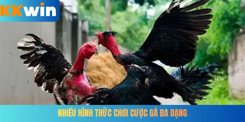 Nhiều hình thức chơi cược gà đa dạng